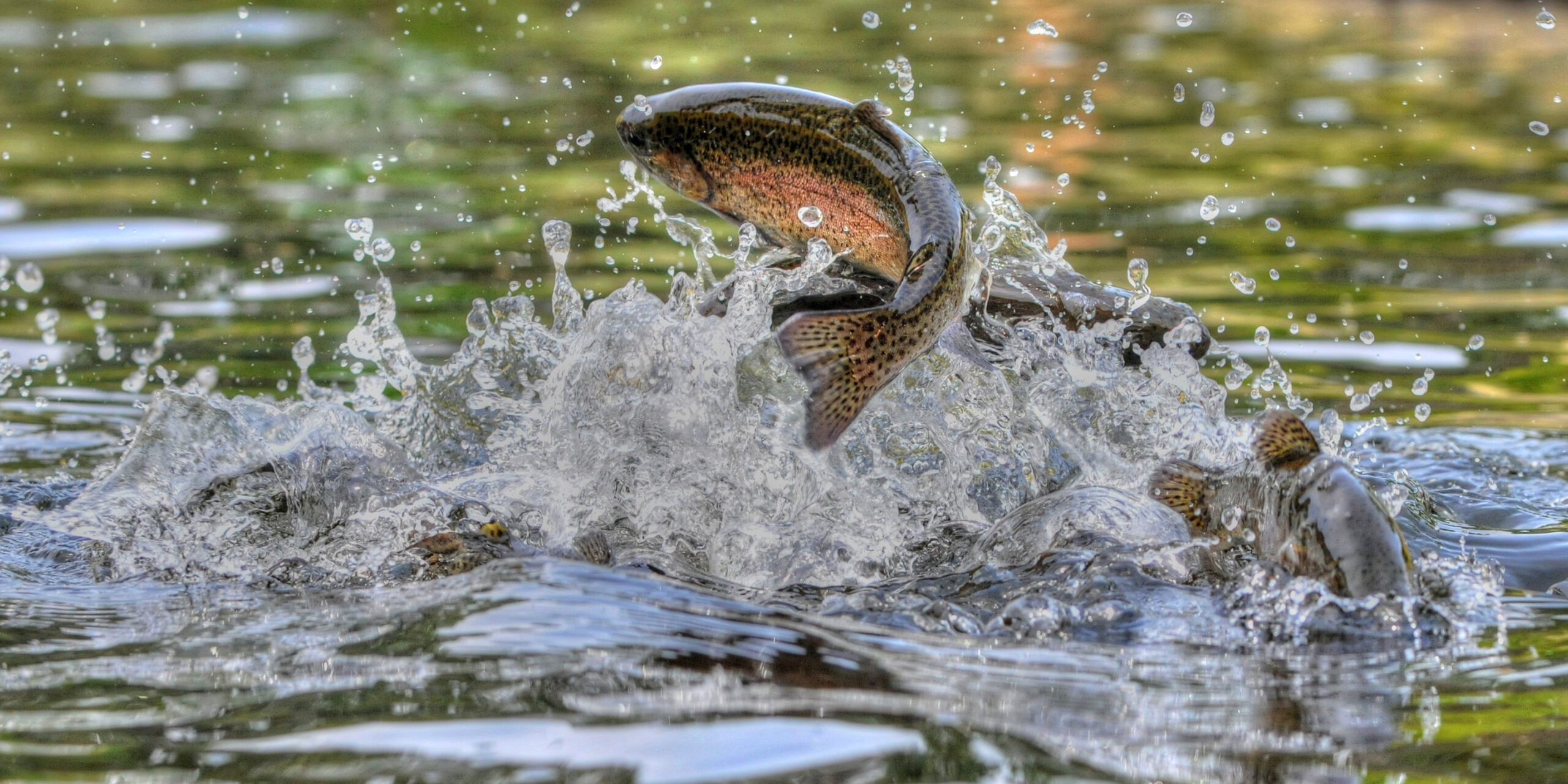 Fish for Farm Dams - Rainbow Trout