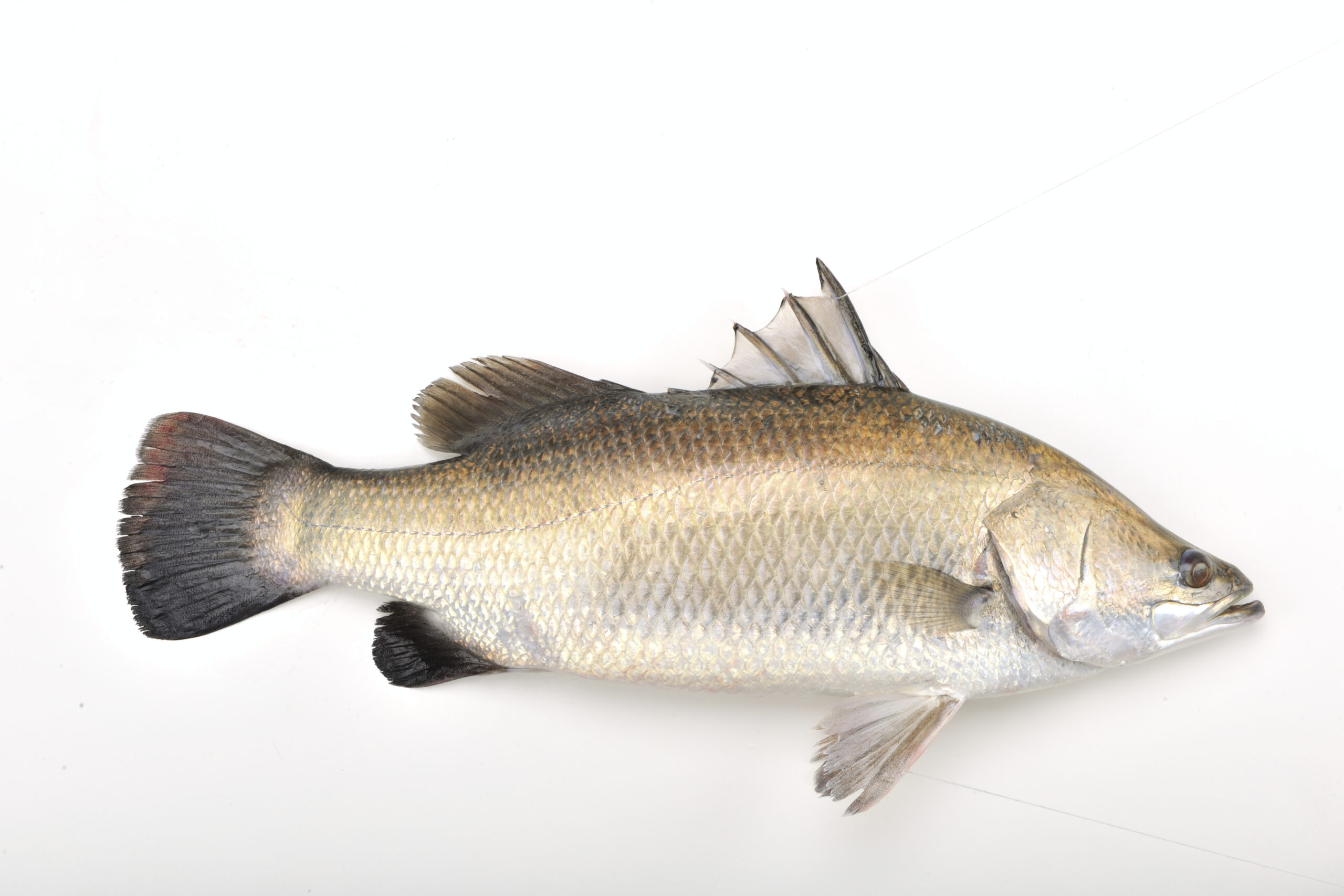 Silver Perch for dam farms