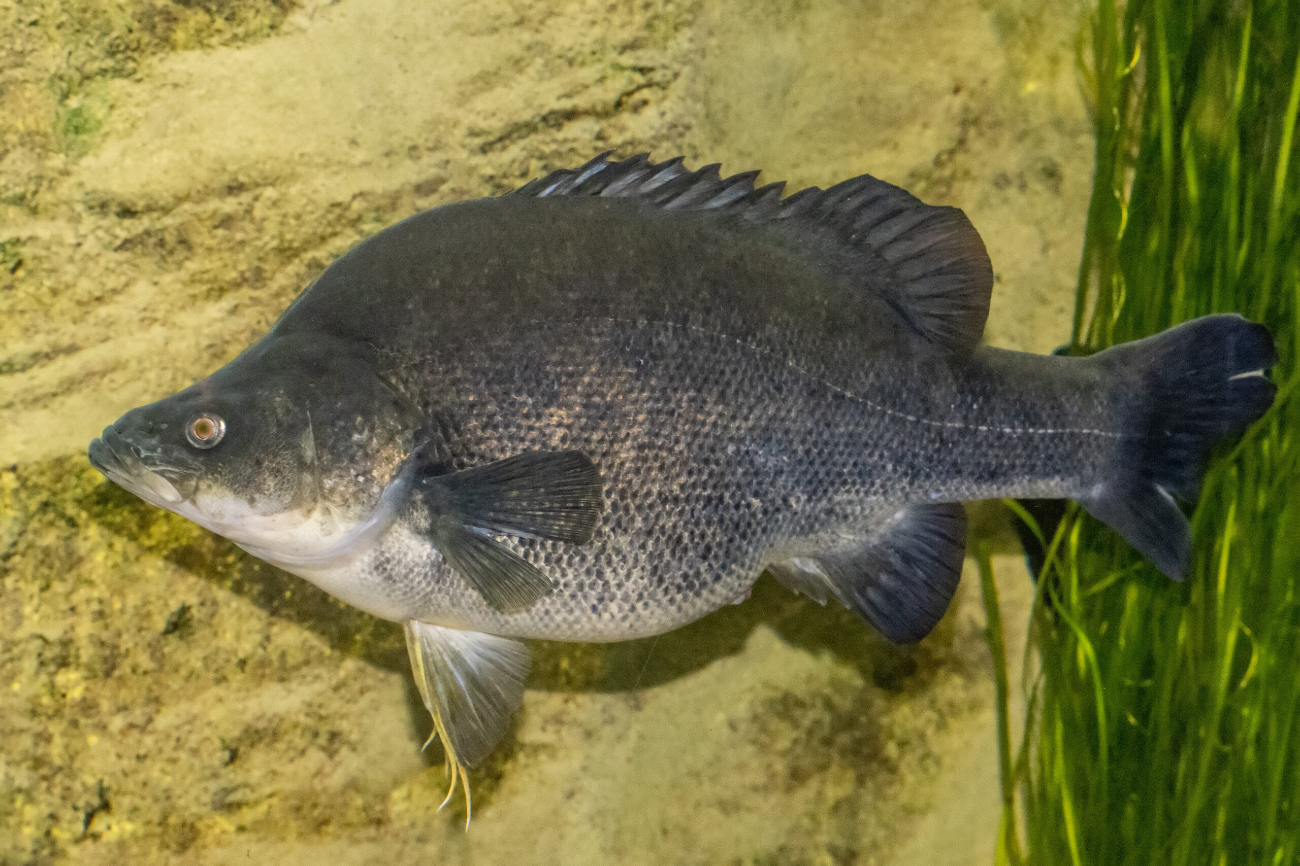 Golden Perch / Yellow Belly fish for farm dams