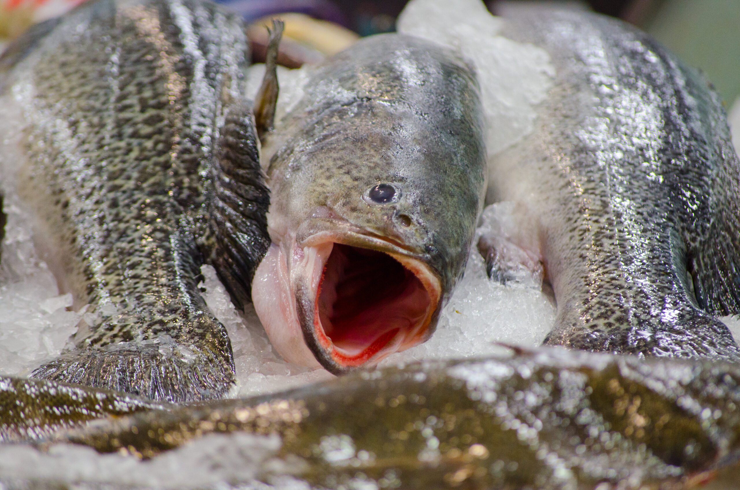 Murray Cod for farm dams