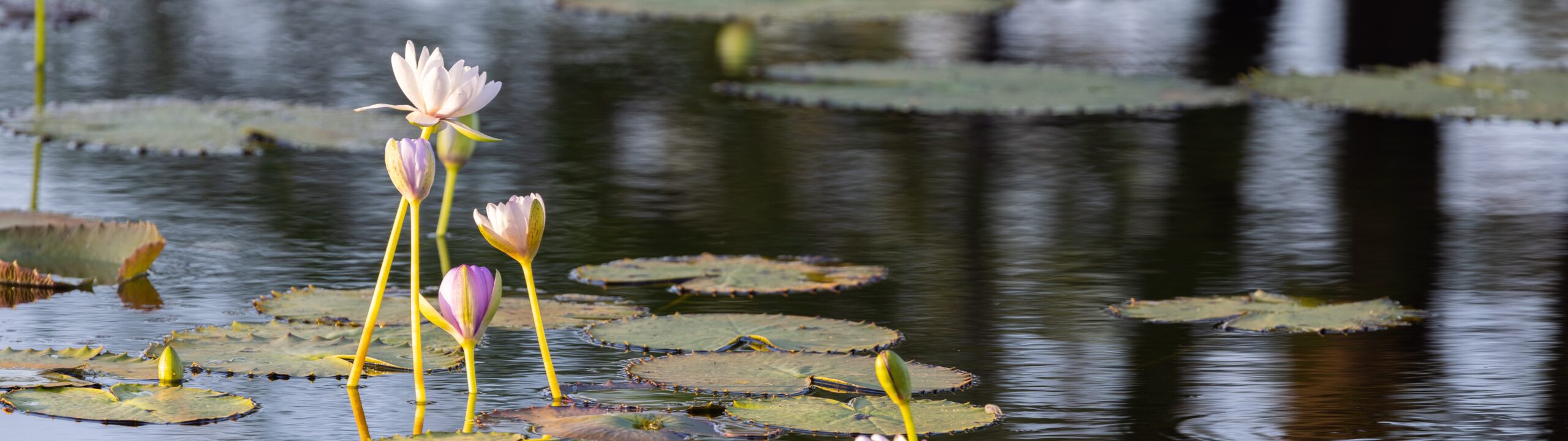 lillies in fish farm dam