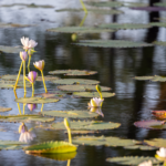 lillies on dam