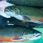 Fish for Farm Dams - Rainbow Trout