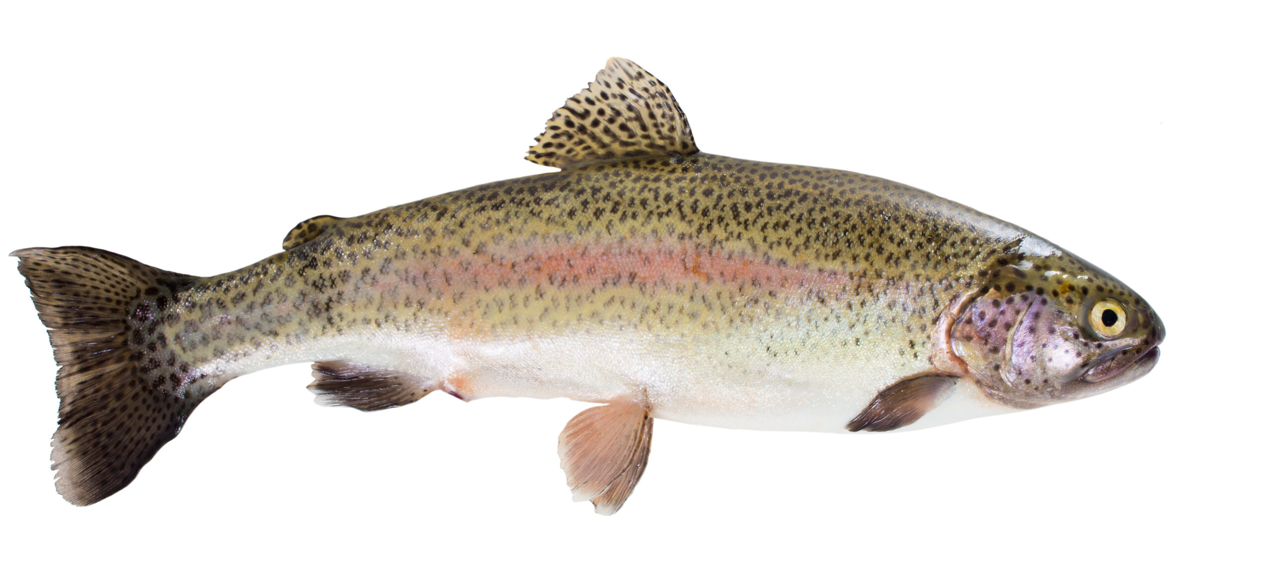 Rainbow Trout for farm dams