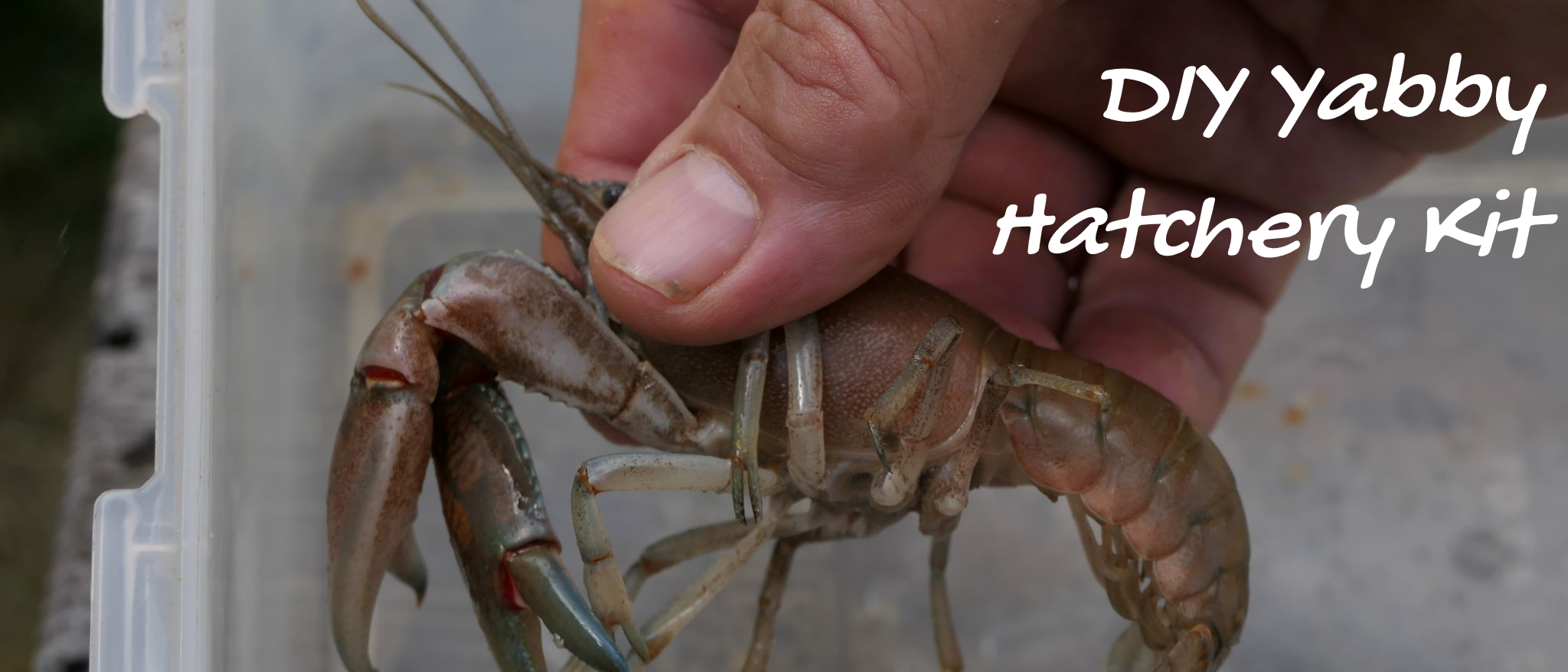 Build your own crayfish hatchery