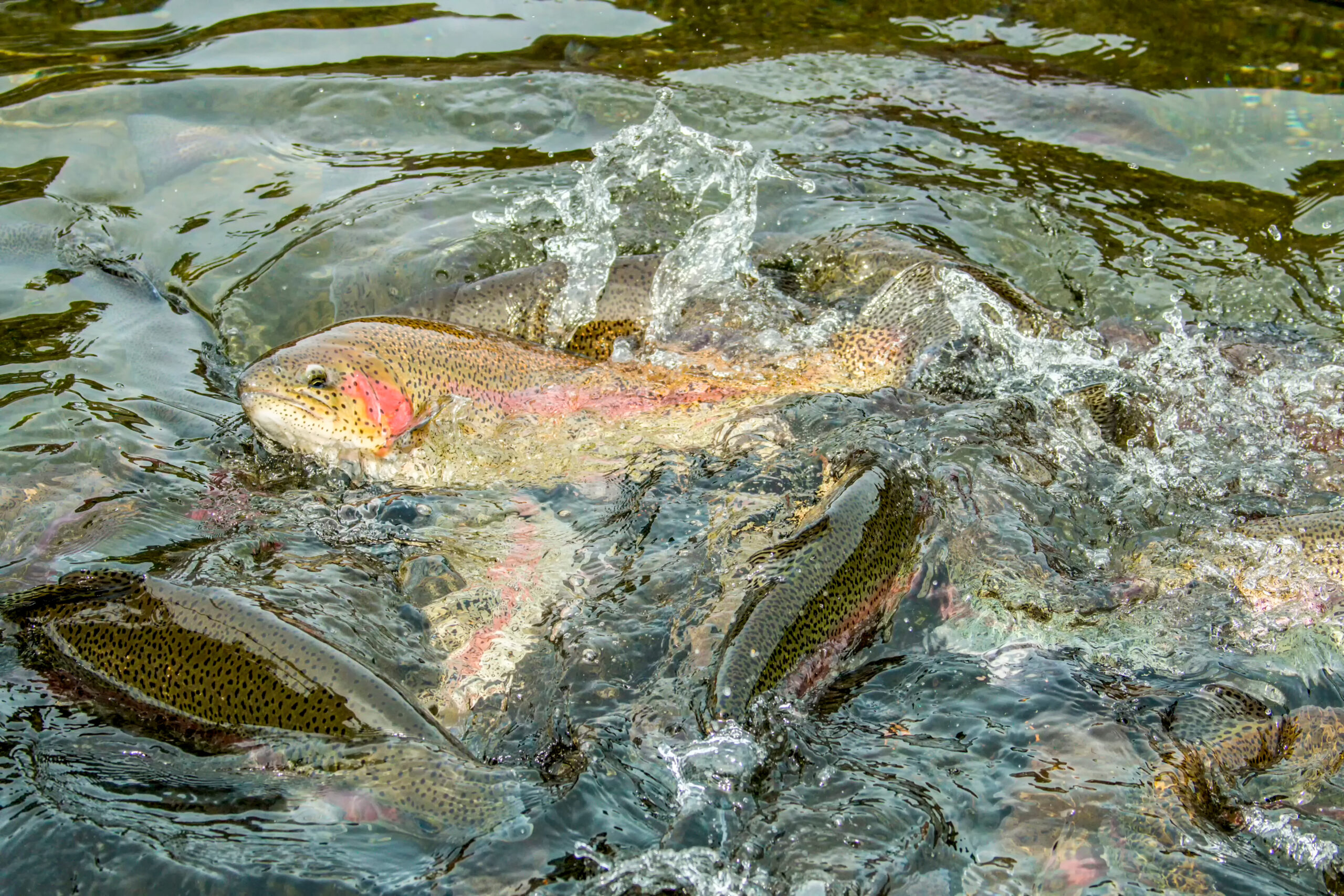 Rainbow trout in a farm dam in Australia