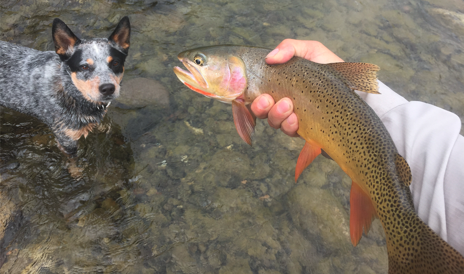 Rainbow Trout & Cattle Dog